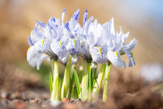 Iris reticulata 'Sheila Ann Germaney'