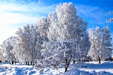 The snow on the tree branches sparkle under the sun. The ground under the trees is wrapped in snow covers. And incredible sky with colours from brightly white till deep blue.