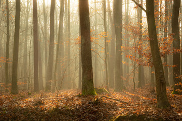 A beautiful shot in the forest with fog on a sunny day, Zarzecze, Poland
