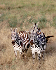 Obraz premium Zebras walking towards our safari truck
