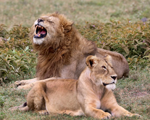 I'm happy!  A lion and lioness