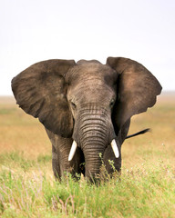 Naklejka na ściany i meble Elephant in Africa