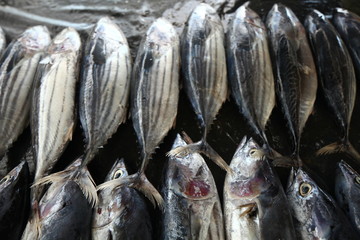 fresh fish on the table tropical street market sri lanka