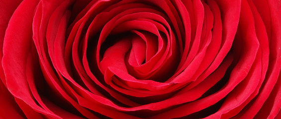 Red rose flower close up. Horizontal nature background.