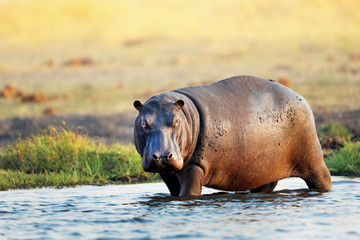 Hippo in the water in Africa - obrazy, fototapety, plakaty