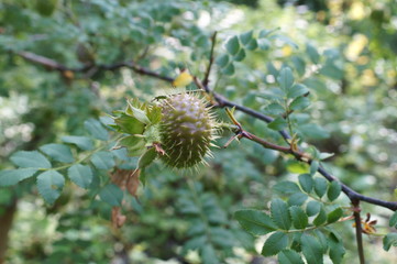 Rosa hirtula, an endemic plant in Japan