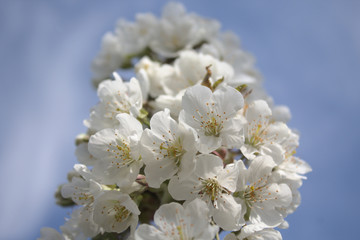 Kirschblüten