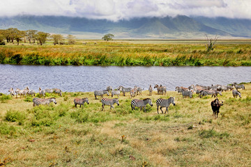 Zebras near water in the Ngorongoro Crater Africa plains