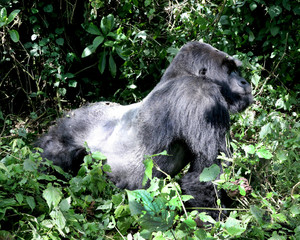 Mountain gorilla silver back 