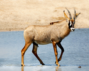 Roan in Africa