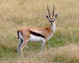 Thomson gazelle in the Ngorongoro Crater in Tanzania, Africa © Carolyn