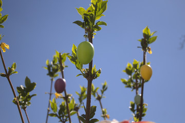 Osterei in der Forsythie	