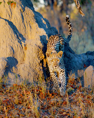 leopard walking towards me!