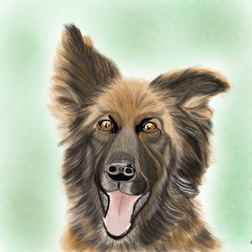 funny dog funny German shepherd man's best friend