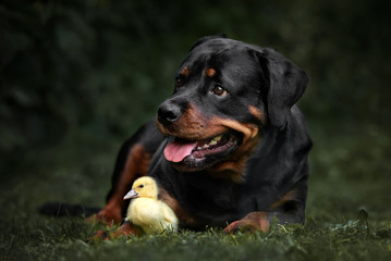 rottweiler dog posing with a duckling outdoors