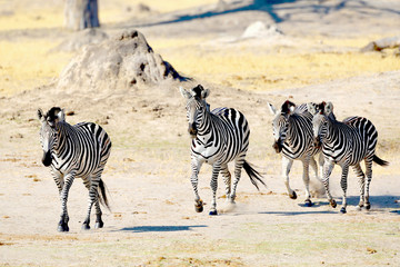 Fototapeta na wymiar Running zebras