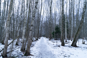 lonely herringbone among birch groves on a winter day