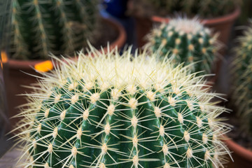 Close up of Cactus on dark background.