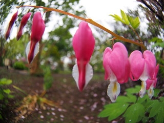 Bleeding Heart in the garden