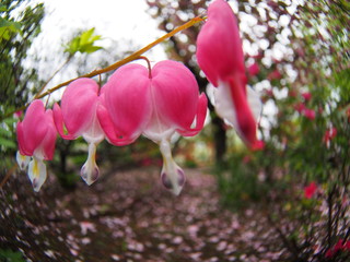 Bleeding Heart in the garden