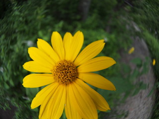 Gerbera flower blooming in the garden