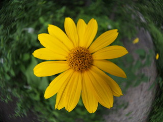 Gerbera flower blooming in the garden