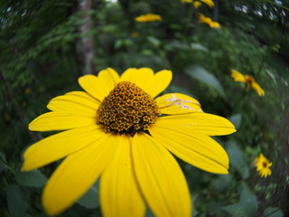 Gerbera flower blooming in the garden