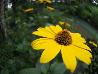 Gerbera flower blooming in the garden