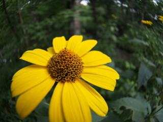 Gerbera flower blooming in the garden
