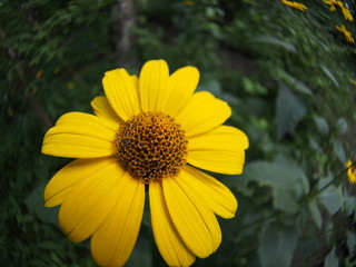 Gerbera flower blooming in the garden