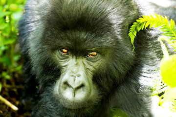 Look at those eyes! Mountain gorilla