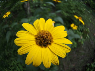 Gerbera flower blooming in the garden