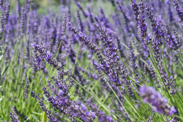 Obraz premium Infinite lavender fields, with purple and violet flowers. Closeup