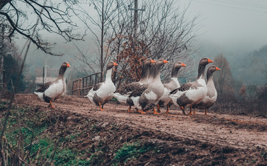 Gooses on the mud road