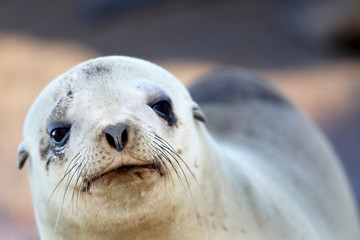 Naklejka premium Sea lion up-close and personal!