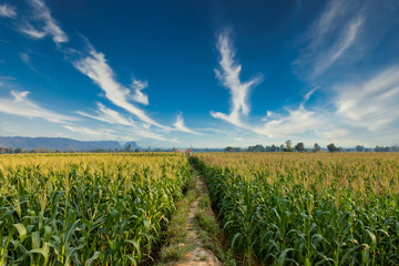 Fototapeta na wymiar green corn field in agricultural garden and light shines sunset in the evening Mountain background. Thailand