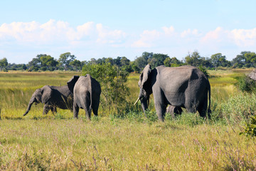 Obraz premium Elephants walking in a meadow