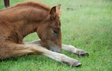Horses on the lake in summer.