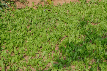 Choy sum is planted in a vegetable garden.