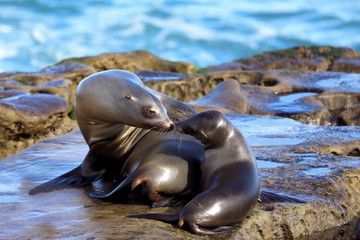 Mother and baby seal - almost a kiss!