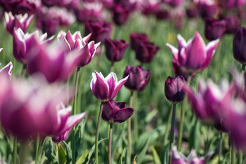 Violet with white tulip field at garden