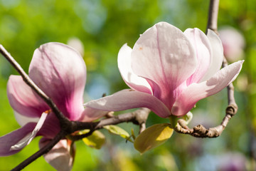 Naklejka na ściany i meble blooming magnolia flowers on a green background