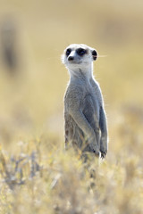 Meerkat standing at attention!