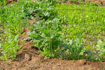 Choy sum is planted in a vegetable garden.