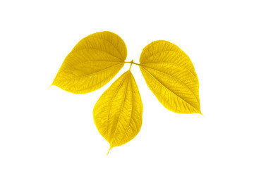 Golden leaf design elements. Decoration elements for invitation, wedding cards, valentines day, greeting cards. Isolated on white background.