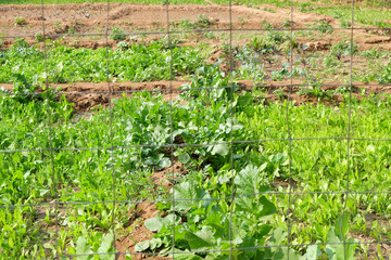 Fototapeta na wymiar Choy sum is planted in a vegetable garden.