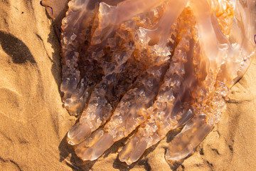 Beached Jelly Fish Washed Up Texture Tentacles Close up, Three Cliffs Bay Swansea, Nature Sealife aquatic