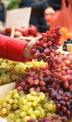 Female choosing the best grape at the green market or farmer's market.