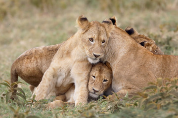Fototapeta premium Snuggling lions