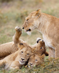 Lion cubs and their Mother